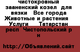 чистокровный зааненский козел  для вязки - Все города Животные и растения » Услуги   . Татарстан респ.,Чистопольский р-н